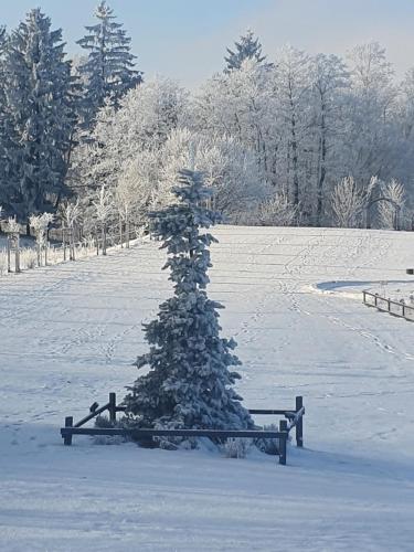 a small christmas tree in a snow covered field at Wytwórnia Ciszy i Spokoju Apartamenty Wojtokiemie in Puńsk