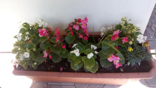 a flower pot with pink and white flowers in it at Abramichi Guest House in Sighnaghi