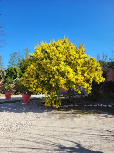 a tree with yellow flowers on it in a driveway at Logis Hotel la Ferme in Avignon