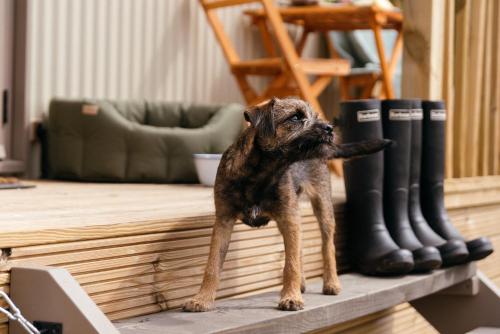 a small dog standing on a table next to boots at Retreat East in Ipswich