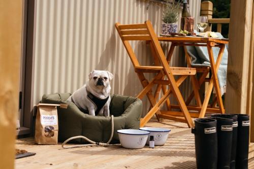 a dog sitting in a chair in a room at Retreat East in Ipswich