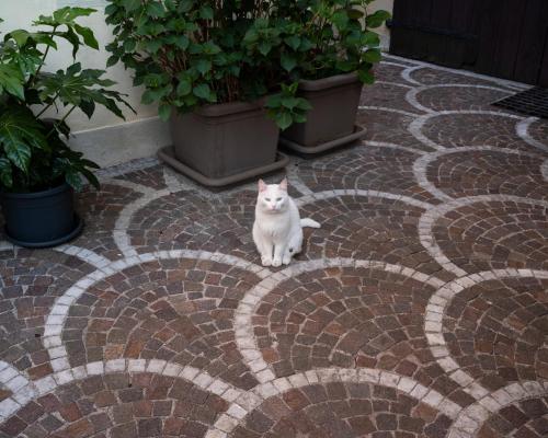 a white cat sitting on a brick walkway at Le 33 in Bassano del Grappa