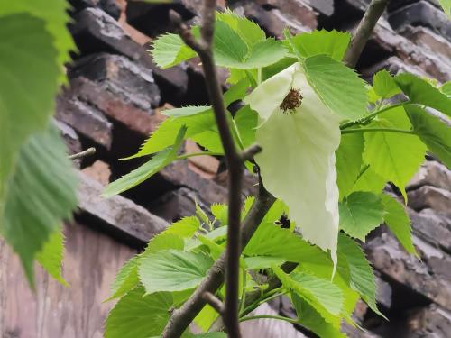 a close up of a tree branch with a bee on it at Dayong Antique Feature Resort in Zhangjiajie