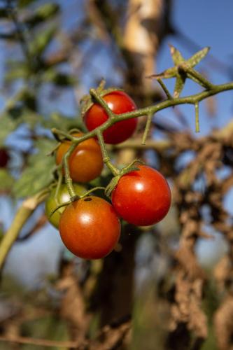 a bunch of red berries on a tree branch at Agriturismo Podere L'Agave in San Vincenzo