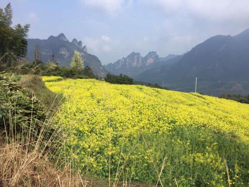 a field of yellow flowers with mountains in the background at Dayong Antique Feature Resort in Zhangjiajie