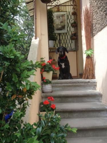 a black dog sitting on the steps of a house at Chambres D'Hôtes Des 3 Rois in Verdun