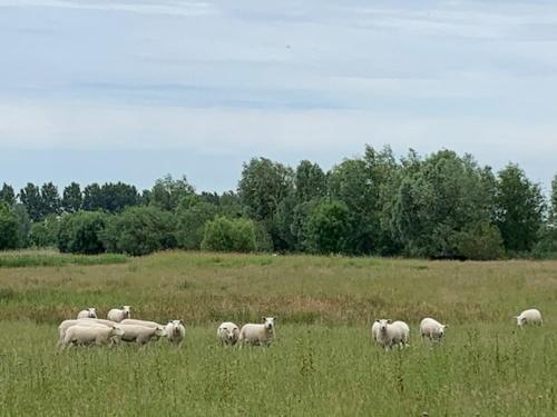a herd of sheep grazing in a field at B&B Petit Chateau - Stijlvol verblijf Centraal gelegen in Zeeuws Vlaanderen in Biervliet