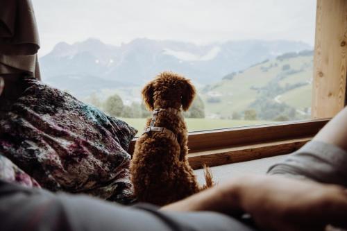 a dog sitting on a couch looking out a window at Biohof Ebengut in Maria Alm am Steinernen Meer