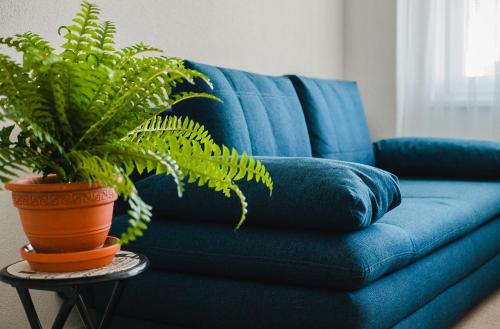a blue couch with a potted plant on a table at AeroCafe in Partizánske