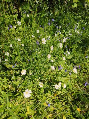 a field of white and purple flowers in the grass at Cap sur le Guillec in Sibiril