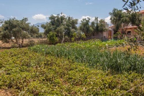 Κήπος έξω από το Olive Tree Farm 200m from the beach