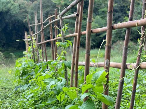 Imagen de la galería de Punpawn Farm-stay Villa B, en Ban Pa Daet