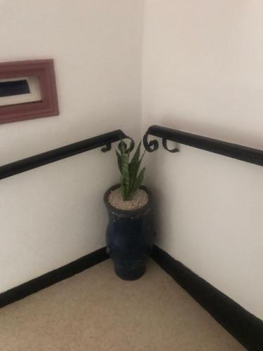 a plant in a pot in a corner of a room at Hôtel Riad Gnaoua in Essaouira