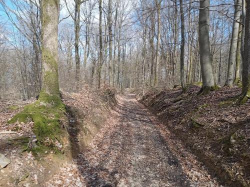a dirt road in a wooded area with trees at Le Vieux Noyer in Nassogne