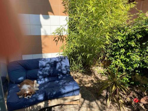 a dog laying on a blue couch next to some plants at Charming Studio to Venelles 10 minutes from Aix in Venelles