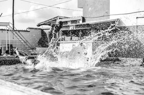 a dog standing in the water in a fountain at Complexe Meublé PEPON in Douala