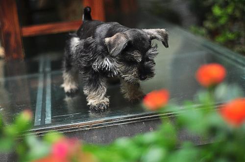 a small black dog walking on a table at Lijiang Old Town Meiliju View Inn in Lijiang