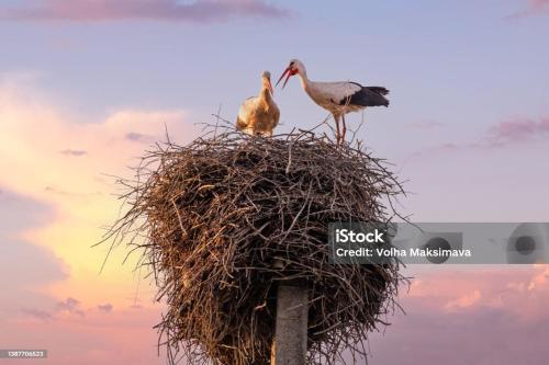 two birds sitting on top of a nest on a pole at CHAMBRES DANS CHARMANTE MAISON ALSACIENNE in Herrlisheim