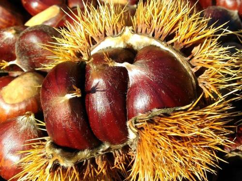 a close up of a durian fruit with other fruits at La casina rossa della fornace in Cutigliano
