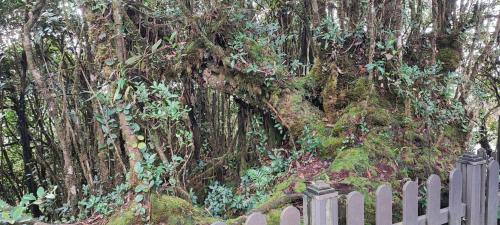 a tree covered in vines next to a fence at Tekoma Resort Cameron Highlands in Tanah Rata