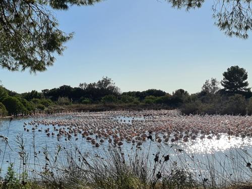 a large group of birds standing in the water at Apartamentos Florazar II in Cullera