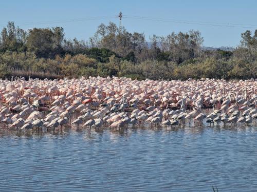 a large flock of birds standing in the water at Apartamentos Florazar II in Cullera