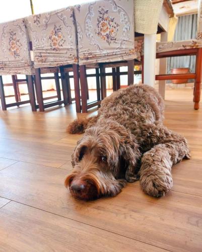 a brown dog laying on the floor in a room at Casa Ortensia in Grions