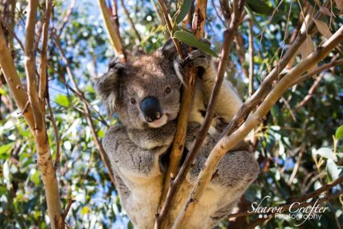 a koala is sitting in a tree at Bass Retreat - Dog Friendly in Skenes Creek