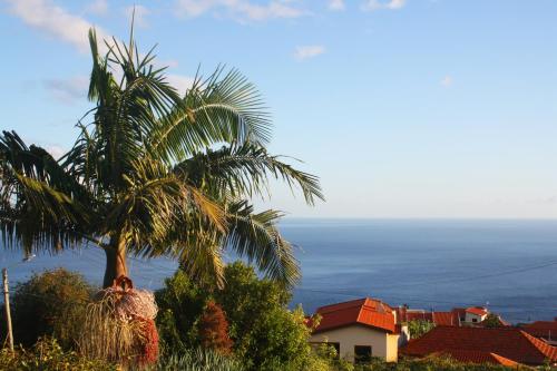 een palmboom op een heuvel met de oceaan op de achtergrond bij Lugar dos Louros 1 in Estreito da Calheta