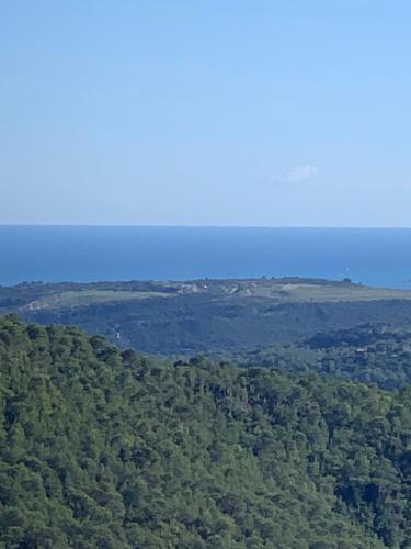 an aerial view of a lush green forest at Guest App'Art in Tourrettes-sur-Loup