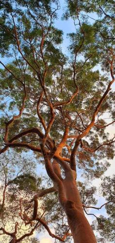 a tall tree looking up into the sky at Treetop Retreat Northern Beaches with Stunning Pittwater Bay Views in Newport