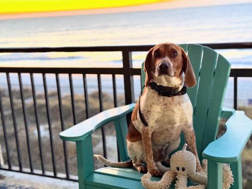 Oceanfront 3br/2ba Dog Friendly photo 12
