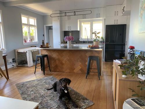 a black dog sitting on a rug in a kitchen at Stay@10 in Blenheim
