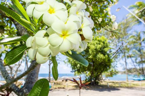 a bunch of white flowers hanging from a tree at Casa Siboney in Horseshoe Bay