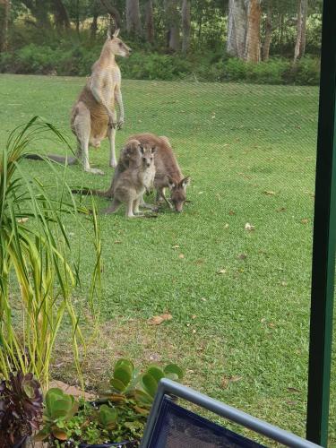 a group of kangaroos sitting in the grass at The Grande Port Stephens Luxurious golf and beach getaway on Horizons Golf Resort in Salamander Bay