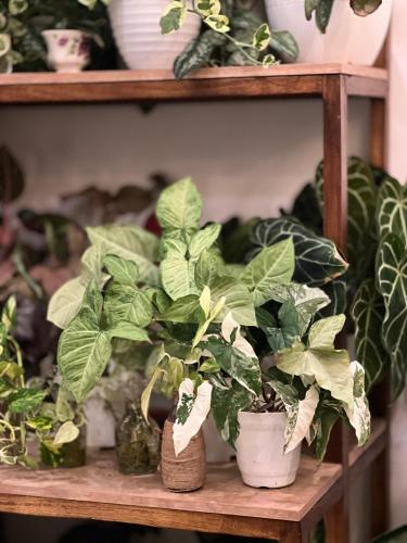 a shelf with potted plants on it at Mambo Hill Resort in Nusa Penida