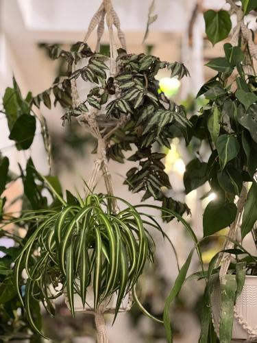 a plant in a hanging basket in a greenhouse at Mambo Hill Resort in Nusa Penida