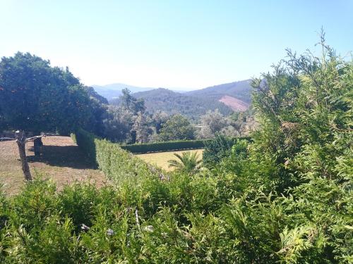 a view of a garden with bushes and trees at Solar Guesthouse Olival da Vinha in Castelo de Paiva