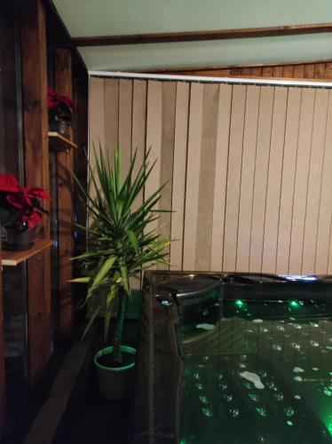 a room with two potted plants and a aquarium at Penzion Kosky in Hamr