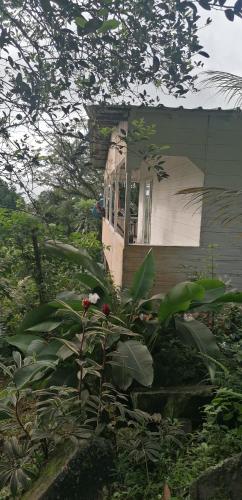 a house with a window and plants in front of it at Casa de Andréa in Santo António