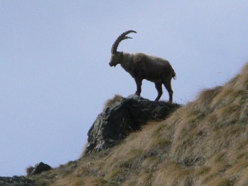 Animales en el apartamento o alrededores