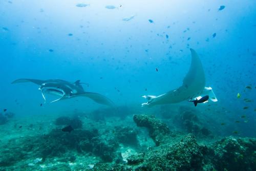 a group of dolphins swimming in the ocean at Peri-Peri Divers B&B Morrungulo in Cabo Nhabacal