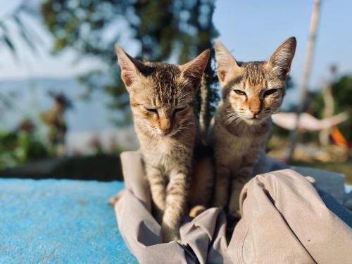 two kittens are standing on top of a bag at Hom's Homestay Retreat Sarangkot Pokhara in Pokhara