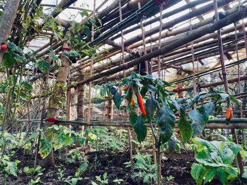 a greenhouse filled with lots of green plants at Hom's Homestay Retreat Sarangkot Pokhara in Pokhara