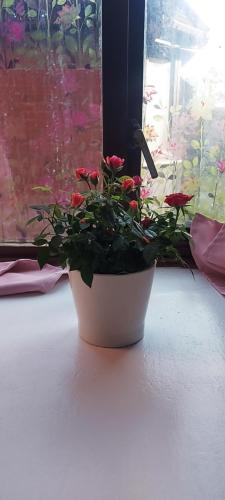 a pot of red flowers sitting on a window sill at Spacious flat with free parking in Croydon in Croydon