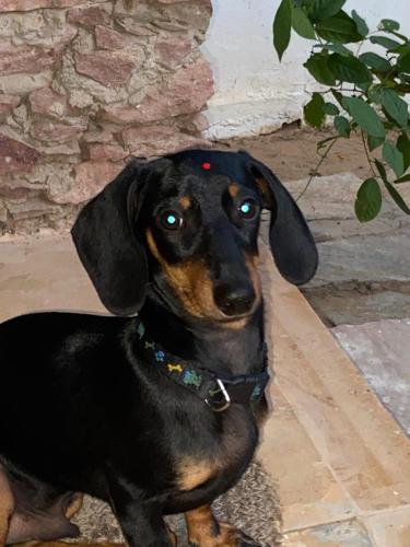 a black and brown dog sitting on the ground at the secret garden in Pushkar
