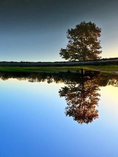 a reflection of a tree in the water at Hotel Milano Pool & Garden in Salice Terme