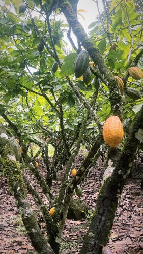 an orange tree with lots of fruit on it at Río Celeste, Cacahua Lodge in Rio Celeste