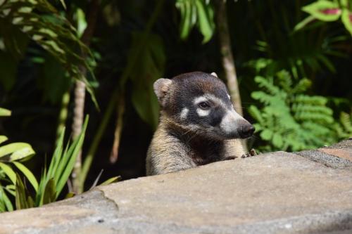a baby bear cub sitting on top of a rock at Hideaway Rio Celeste Hotel in Bijagua