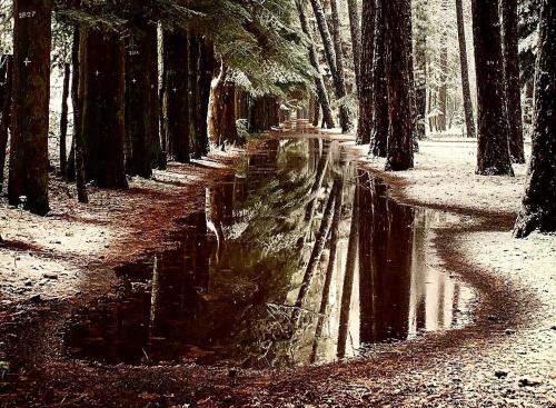 a stream of water in a forest with trees at Archontiko Nikolopoulou in Vytina